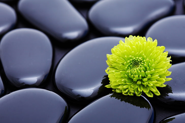 chrysanthème vert et pierres de massage noires, fleur, pierres, harmonie, chrysanthème, Fond d'écran HD