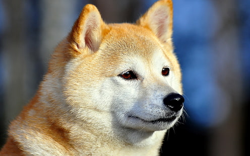 dorosły czerwony sezam shiba inu, akita inu, pies, kaganiec, oczy, Tapety HD HD wallpaper