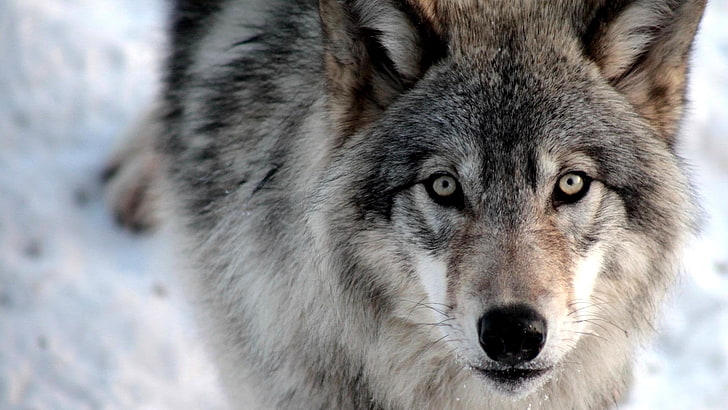 Animal, Wolf, Close-Up, Snow, Winter, HD wallpaper
