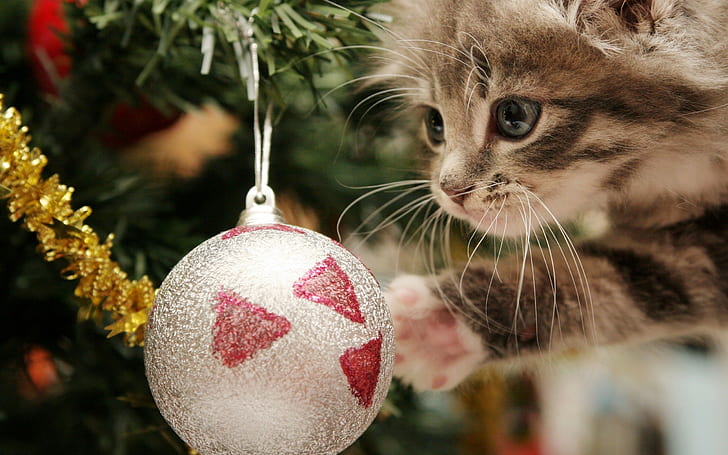 Kitten, Christmas ball, Play, Face, Furry, Wallpaper HD