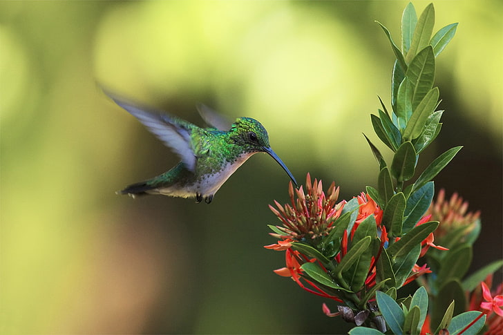 green and gray humming bird, flower, bird, Hummingbird, attacks, HD wallpaper