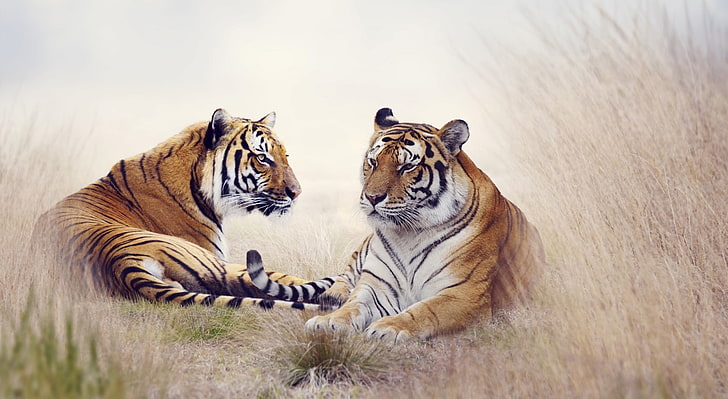 Tiger Pair, Tiere, Wild, Tiger, HD-Hintergrundbild