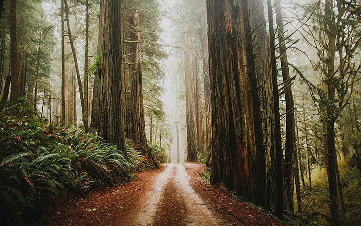 hutan, alam, jalan setapak, Wallpaper HD