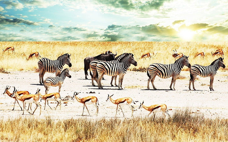 орда от зебра, бивол, зебра, Африка, небе, савана, антилопа, HD тапет