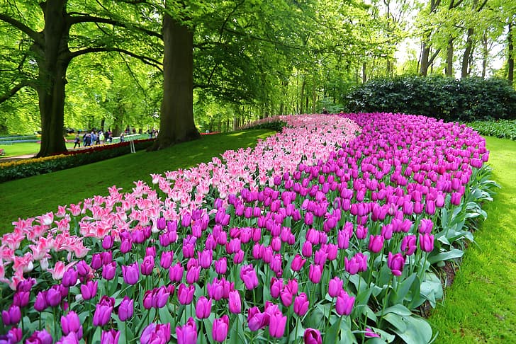 flowers, Park, tulips, Netherlands, Keukenhof, Lisse, Keukenhof Garden, HD wallpaper
