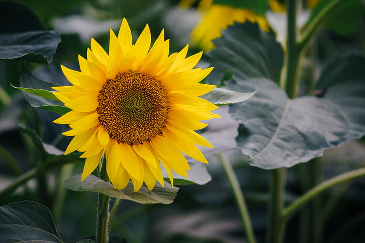 fotografi dangkal fokus bunga matahari, fokus dangkal, fotografi, bunga matahari, jupiter, m42, Wallpaper HD