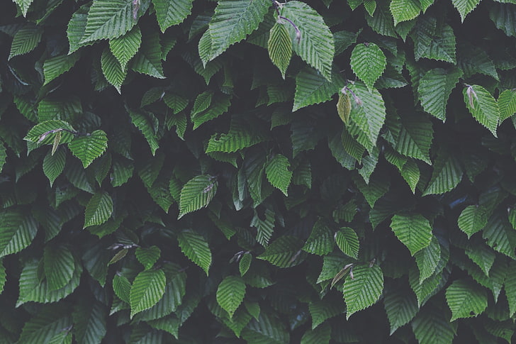 листа, гора, зелено, HD тапет