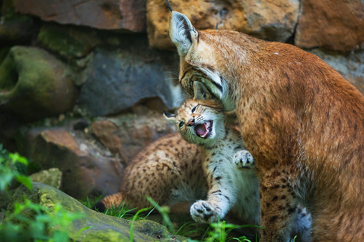 stones, kitty, two, baby, lynx, care, cub, mother, motherhood, a small lynx, HD wallpaper