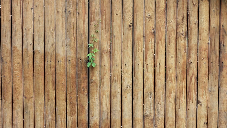 brauner Bretterzaun, Grünpflanze auf braunem Bretterzaun, Blätter, Holzoberfläche, Frühling, HD-Hintergrundbild