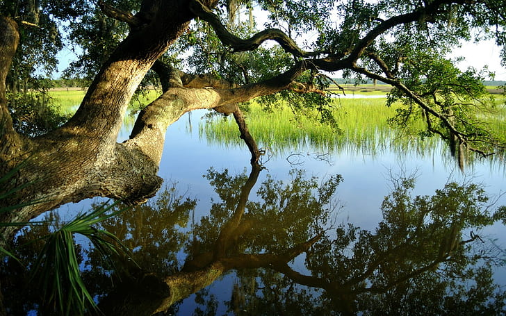 Tree Pond Reflection Branches HD, nature, tree, reflection, pond, branches, HD wallpaper