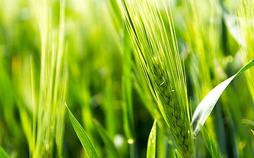 зеленая пшеница, пшеница, поле, макро, зеленый, фон, широкоформатные, обои, рожь, колоски, колосья, колос, полноэкранные, HD обои, полноэкранные, HD обои HD wallpaper