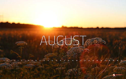 Fondo de pantalla del calendario estonio Verano Sol-Agosto 2013, Fondo de pantalla de la hora dorada de agosto, Fondo de pantalla HD HD wallpaper
