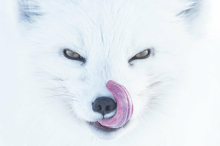 nature, animals, fox, arctic fox, closeup, muzzles, tongue out, white background, tongues, Peter Mather, animal eyes, Alpha, HD wallpaper