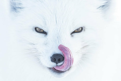 nature, animals, fox, arctic fox, closeup, muzzles, tongue out, white background, tongues, Peter Mather, animal eyes, Alpha, HD wallpaper HD wallpaper