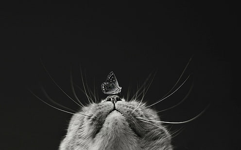 Котки, котка, черно-бяло, пеперуда, HD тапет HD wallpaper
