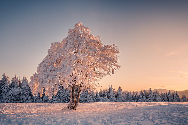 пейзаж, зима, снег, деревья, HD обои