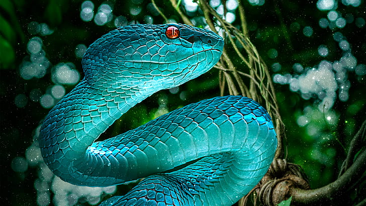 Reptil, Viper, Ular, Wallpaper HD