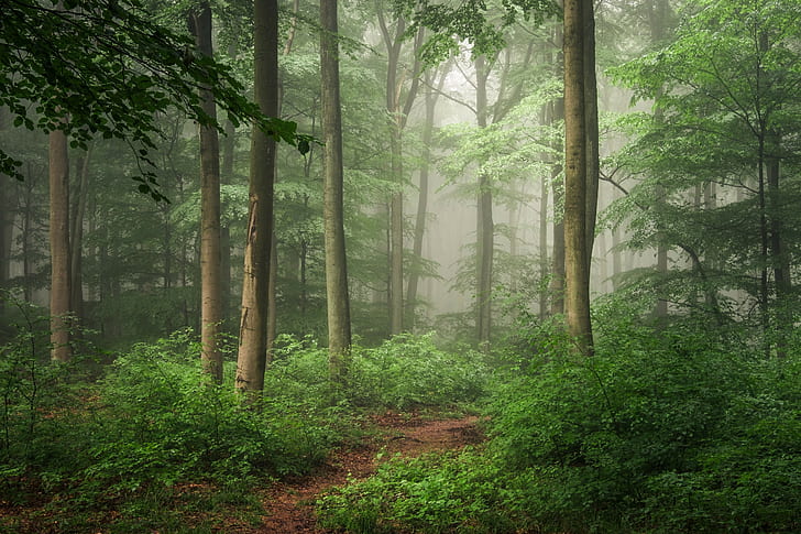 غابة ، مسار، خلفية HD