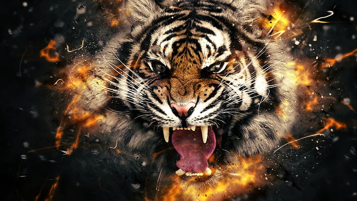 harimau, api, kepala, Wallpaper HD