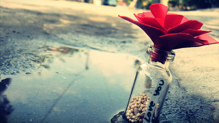 fiori rossi a petali, amore, bottiglie, Sfondo HD
