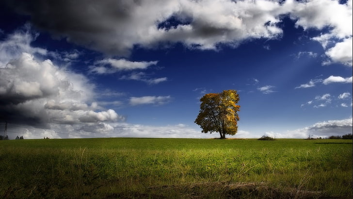 수채화 물감, 풍경, 자연, 나무, 잔디, 구름, 하늘, Windows XP 근처의 푸른 나무, HD 배경 화면
