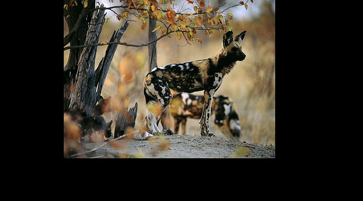 Любопытные щенки матери, canidae, плотоядное животное, lycaon pictus, африканская дикая собака, животные, HD обои