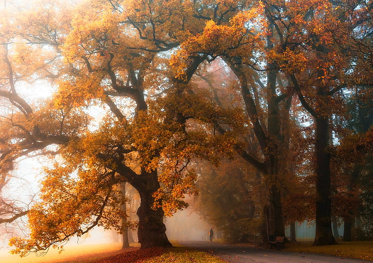 árboles de hojas amarillas, árboles de hojas naranjas, niebla, caminar, parque, otoño, árboles, banco, naturaleza, naranja, paisaje, Fondo de pantalla HD