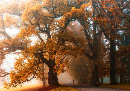 árboles de hojas amarillas, árboles de hojas naranjas, niebla, caminar, parque, otoño, árboles, banco, naturaleza, naranja, paisaje, Fondo de pantalla HD HD wallpaper