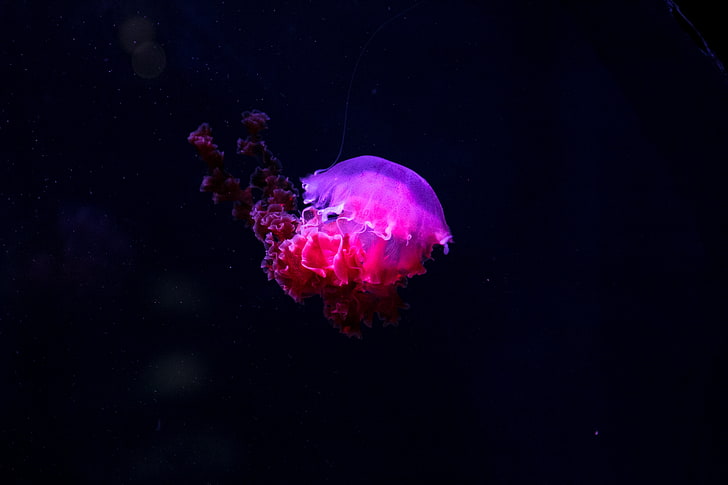 фиолетовые и красные медузы, медузы, свечение, фосфор, подводный мир, HD обои