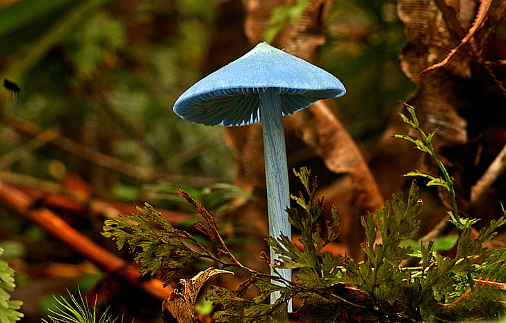jamur biru di pohon, Entoloma hochstetteri, jamur biru, pohon, Jamur, Domain Publik, Dedikasi, CC0, Geo-Tagged, flickr, kekasih, foto, jamur, musim gugur, alam, hutan, jamur, tanaman, musim, close-up,daun, jamur payung, Wallpaper HD