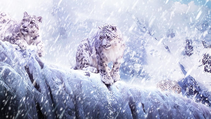 przyroda, zwierzęta, lampart, lamparty śnieżne, śnieg, lampart (zwierzę), Tapety HD