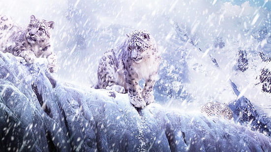 natura, animali, leopardo, leopardi delle nevi, neve, leopardo (animale), Sfondo HD HD wallpaper