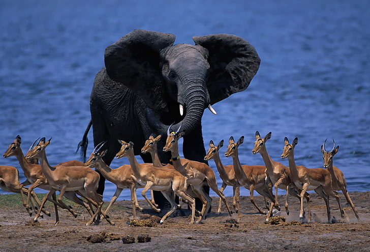 brown deer and gray elephant, wildlife africa, elephant, duiker, pygmy antelope, run, HD wallpaper