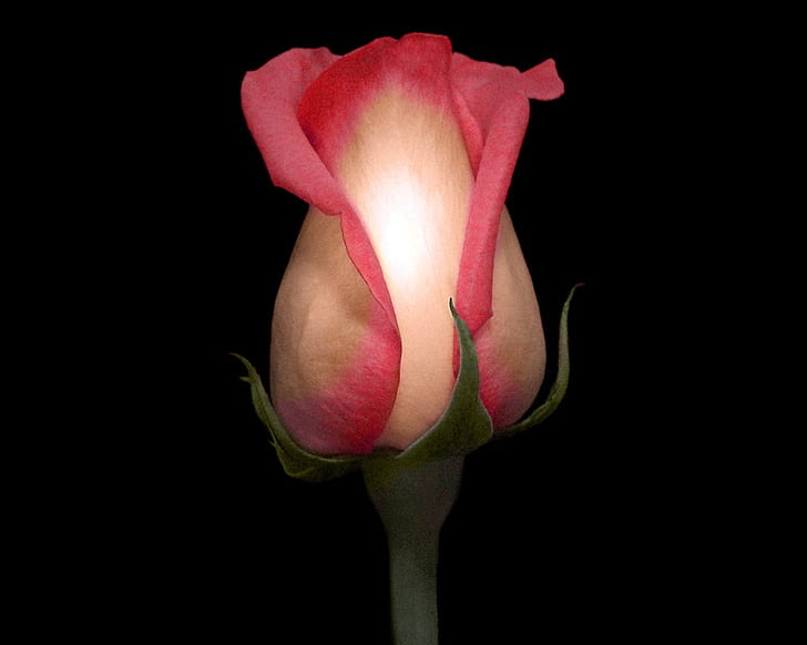 Beautiful Rose, beautiful, rose, HD wallpaper