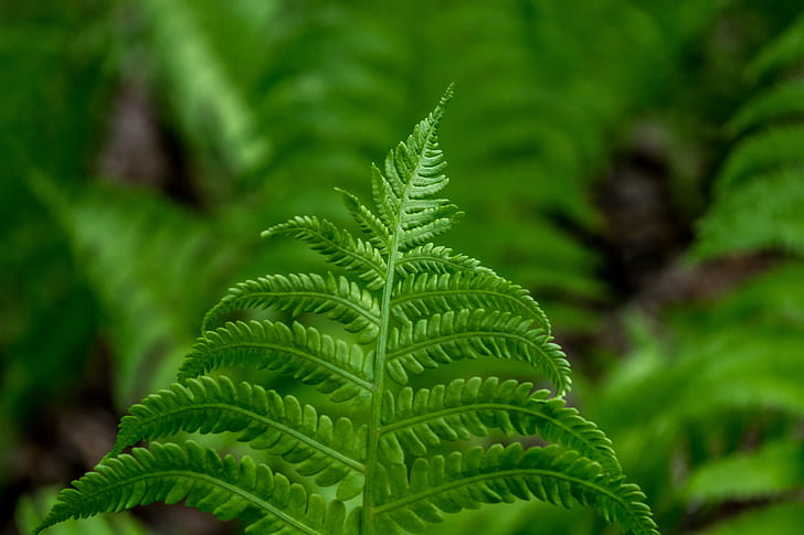 green leaves, leaves, gree, spring, forest, Centennial  Park, Moncton, nature, leaf, green Color, plant, fern, close-up, HD wallpaper