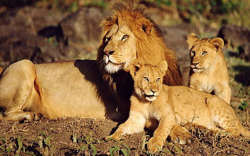 lion and lion cubs, lions, family care, sun, lying, HD wallpaper HD wallpaper