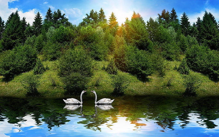 two white swans, swans, birds, couple, river, grass, trees, sunlight, HD wallpaper