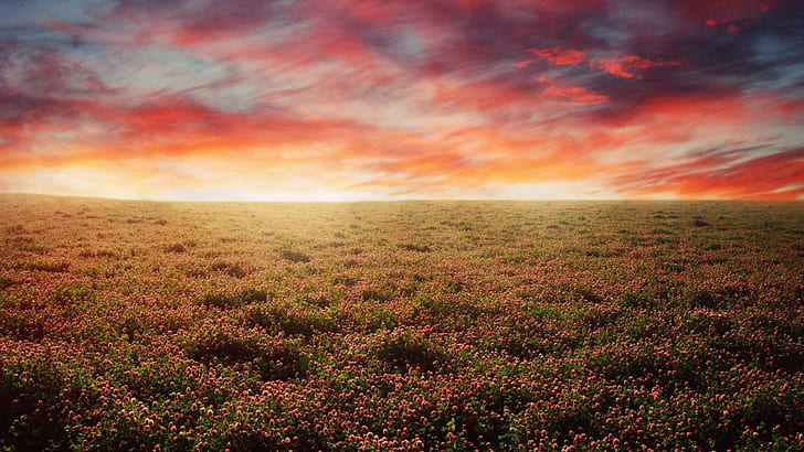 landscape, field, flowers, plains, long exposure, skyscape, purple sky, HD wallpaper