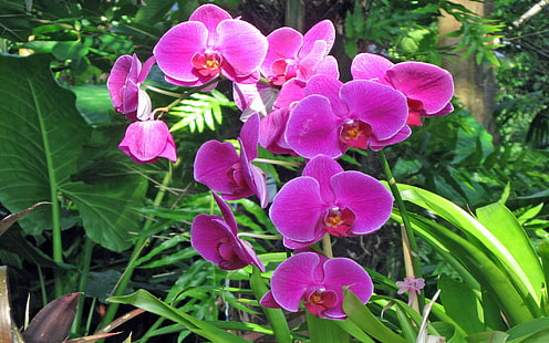 Fiori Rosa Orchidee Phalaenopsis Foresta pluviale tropicale 1920 × 1200, Sfondo HD HD wallpaper