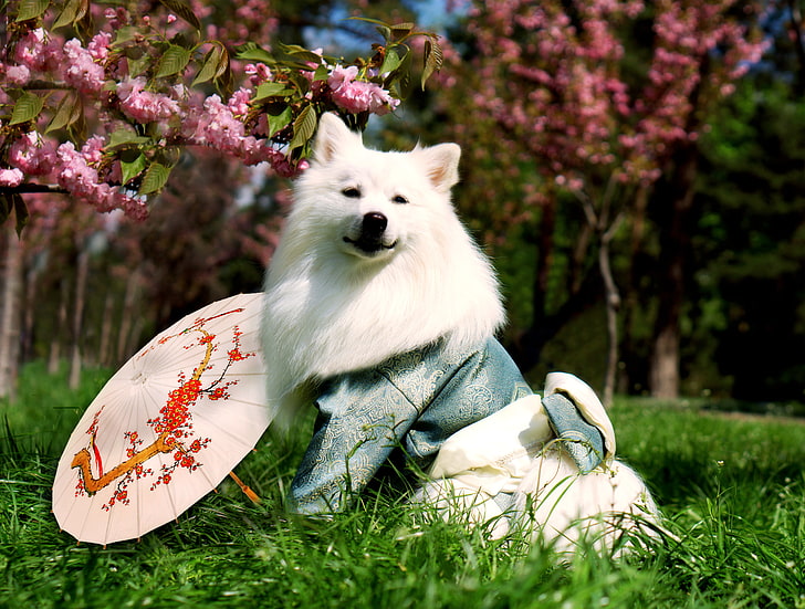 японский шпиц, белые собаки, природа, Япония, зонт, HD обои