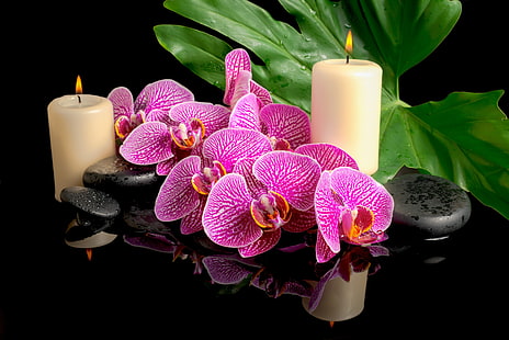 розови орхидеи, капки, цветя, листа, свещи, орхидеи, Спа камъни, HD тапет HD wallpaper
