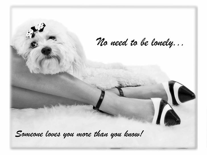 Alleine, Hund, Gefühl, Mädchen, Beine, Einsamkeit, einsam, Stimmung, Menschen, Plakat, traurig, Traurigkeit, Einsamkeit, HD-Hintergrundbild