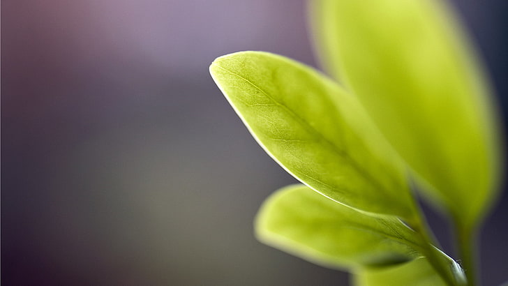 grönt bladväxt, mikrofotografi av bladväxt, fotografi, makro, löv, växter, grönt, HD tapet