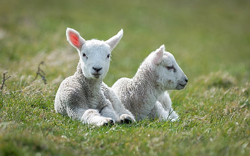 White sheep, lambs, grass, two white lambs, White, Sheep, Lambs, Grass, HD wallpaper HD wallpaper