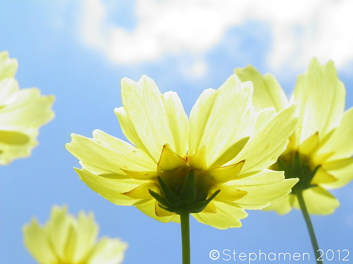flowers, closed eyes, sky, yellow flowers, HD wallpaper