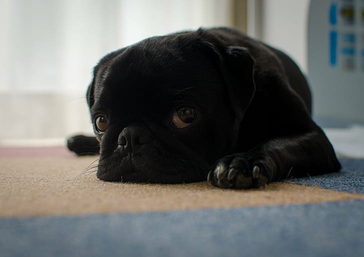 close up photo of black pug on floor, あるある, close up, photo, black, pug, floor, dog, pets, animal, cute, puppy, purebred Dog, canine, HD wallpaper