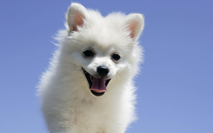 perro lengua cachorro-Animal foto fondo de escritorio, blanco cachorro Pomerania, Fondo de pantalla HD