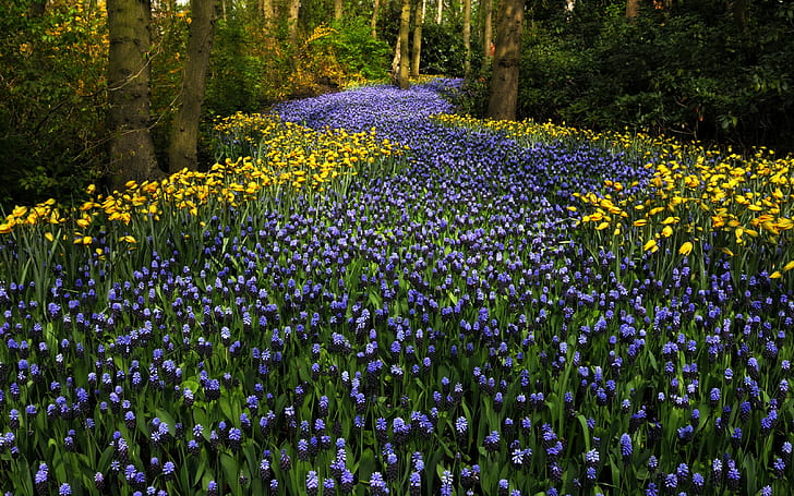 Netherlands, Keukenhof, park, trees, flowers, park, tulips, Netherlands, Keukenhof, hyacinths, HD wallpaper