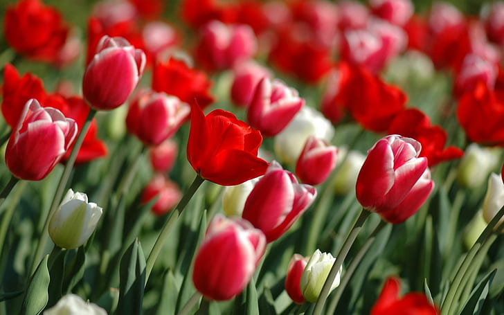 Czerwone tulipany wiosną, tulipany, wiosna, kwiaty, Tapety HD