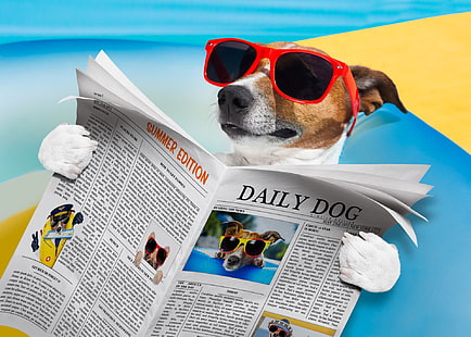 Юмор, Собака, Джек Рассел терьер, Газета, Лето, Солнцезащитные очки, HD обои HD wallpaper